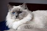 Ragdoll Cat Colors and Patterns - Ragdolls | Munchkins