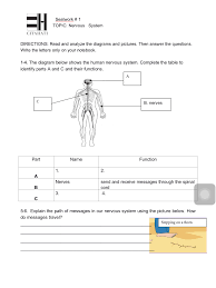 Seatwork 1 Nervous System Page 2 Teaching Activities Human Nervous System Nervous System