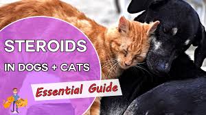 Live longer, live well, dr. Steroids For Pets The Essential Guide Uses Side Effects Warnings Monitoring Our Pets Health