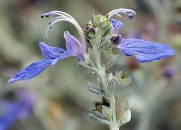 It will take some work, though and possibly a lot of time depending on the state of the shrub. Growing Teucrium Fruticans Bush Germander