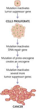 What is cancer and how does it start? Overview Of Cancer Boundless Anatomy And Physiology