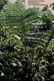 Image result for Marattiaceae