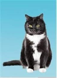 If you have telegram, you can view and join ekatze007 right away. Nierenerkrankung Katze Symptome Katze Mit Cne