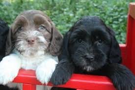 Find labradoodle puppies for sale and dogs for adoption. Chocolate And White Parti Labradoodle Puppy And Black Labradoodle Puppy Pacific Rim Labradoodles