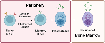 Image result for Humoral Immunodeficiency