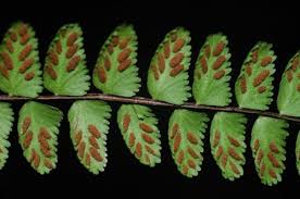 Image result for Aspleniaceae