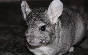 Free for commercial use no attribution required high quality images. Are You Thinking About Getting A Pet Chinchilla Dufferin Veterinary Blog