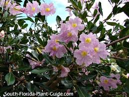 All parts poisonous, except berries. Tabebuia Tree