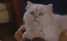 Snowbell the Cat - Stuart little
