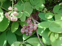 Its leaves are small and nondescript, but the twining vine makes up for it with its explosive growth. Evergreen Vines
