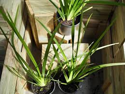 Jan 07, 2021 · the bearded iris (iris germanica) is arguably the most popular of the types, and among the easiest to grow. Dietes Grandiflora Wild Iris Diaco S Garden Nursery