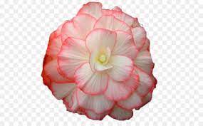 Begonia Cartoon Png Free Begonia Cartoon Png Transparent Images 87258 Pngio