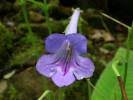 Image result for Streptocarpus milanjianus