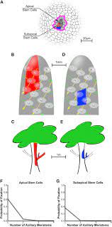 Maybe you would like to learn more about one of these? Patterns Of Stem Cell Divisions Contribute To Plant Longevity Sciencedirect
