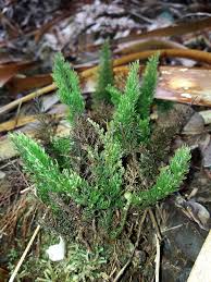 Image result for Abrodictyum