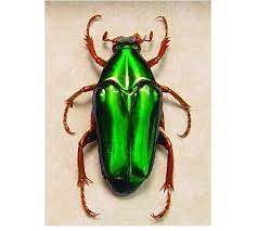 Real Framed Chalothea Resplendens Metallic Green Flower Chafer Beetle Metallic Green Flower Chafer Beetle From Malaysia Youll Never Have To Worry About Your In