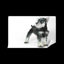According to akc standards, the standard schnauzer should stand between 17.5 and 19.5 inches tall and weigh between 35 and 45 pounds. Cute Baby Miniature Schnauzer Puppy Dog On White Wall Mural Pixers We Live To Change
