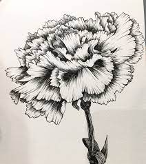Hand Drawing By Hanna Chung A Carnation Carnation Drawing Carnation Tattoo Carnation Flower Tattoo