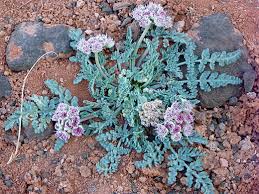 Image result for Bulbostylis sp.no.6