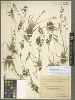 Image result for Eragrostis schweinfurthii