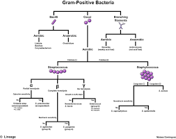 microbiology gram positive cocci flow chart staphylococcus