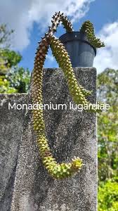 Image result for Monadenium lugardiae