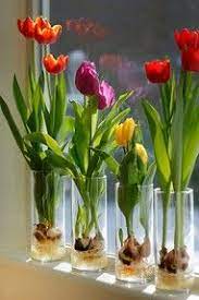 How To Grow Tulip Bulbs In Water Ehow Growing Tulips Plants Tulip Bulbs