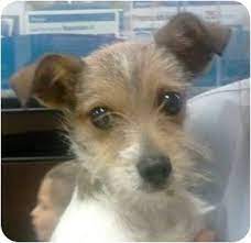 When it experts these orders, you can begin preparingyour puppy in the yard with its rope on. Peanut Adopted Puppy Peanut Orlando Fl Fox Terrier Wirehaired Chihuahua Mix Wire Fox Terrier Fox Terrier Rat Terrier Mix