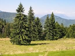 Our plants are grown by taking stem pieces from properly identified plants and attaching these pieces onto seedling norway spruce trees. Spruce Trees Buying Growing Guide Trees Com