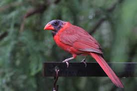 Check spelling or type a new query. For The Birds How Do Cardinals Get Black Heads