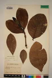 Image result for Gardenia imperialis