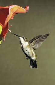 While the color red is very attractive to hummingbirds, the most important factor is that the flowers must produce plenty of nectar. The Color Of Flowers That Attract Hummingbirds