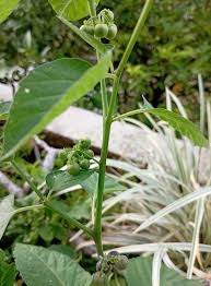 Image result for Solanum americanum