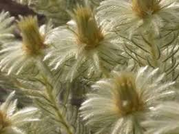 Image result for Phylica