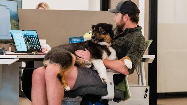 Take Your Dog to Work Day: The Best Office Experience – Wondercide