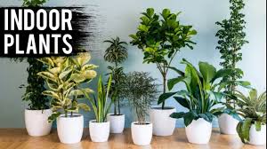 Indoor plants can do so much for your living space, bringing life to every room. Contemporary Indoor Plants Ideas For House Youtube