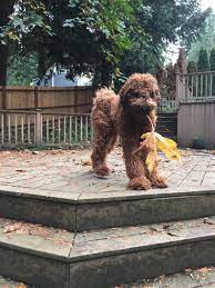 Demo The Flandoodle He Enjoys Leaves And Flowers Pets Puppies Fluffies