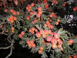 Image result for Crataegus