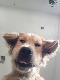 Hey Sunshine Follow Shopbasicbee For More Pins Like This One Cute Dogs Cute Baby Animals Cute Animals