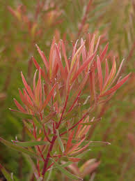 Image result for Epilobium salignum