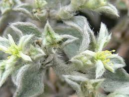 Image result for Aizoon virgatum