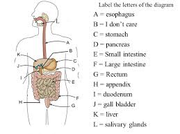 Liver function tests (lfts or lfs), also referred to as a hepatic panel, are groups of blood tests that provide information about the state of a patient's liver. The Digestive System Oral Cavity Pharynx Esophagus Liver Stomach Ppt Video Online Download