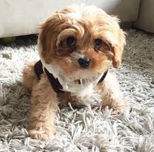 World S Cutest Cavoodle Cavoodle Dogsofpinterest Dogs Cavoodle Dog Cute Animals Dogs