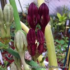 Image result for Ceropegia filipendula