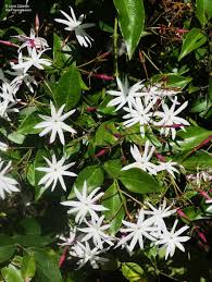 Image result for Jasminum