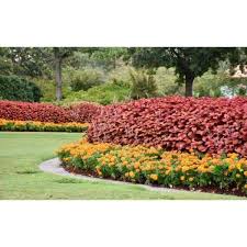 Image result for Coleus shirensis
