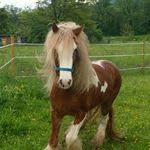 كلب البحر cute baby animals cute animals animals