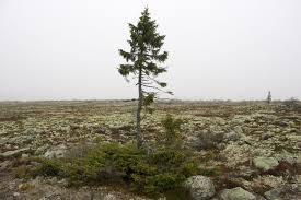 Unbleached thermomechanical pulp (tmp) produced from norway spruce (picea abies) was obtained from a finnish paper mill. Is This The Oldest Living Tree Smart News Smithsonian Magazine