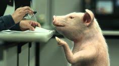 However this latest geico commercial featuring the camel with the abrasive voice makes me laugh each time. 33 Geico Comercials Ideas Geico Funny Commercials Tv Commercials