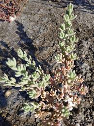 Image result for Chenolea